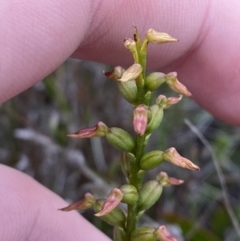 Corunastylis apostasioides (Freak Midge Orchid) at Boolijah, NSW - 23 Apr 2023 by Tapirlord