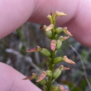 Corunastylis apostasioides at Boolijah, NSW - suppressed