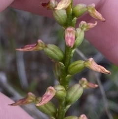 Corunastylis apostasioides at Boolijah, NSW - suppressed