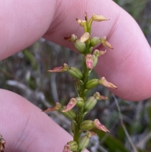 Corunastylis apostasioides at Boolijah, NSW - suppressed