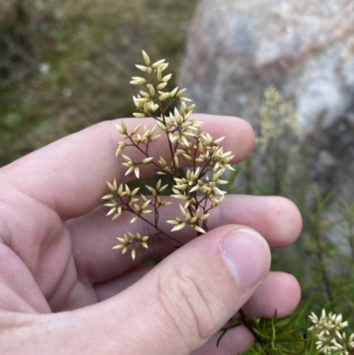 Cassinia quinquefaria (Rosemary Cassinia) at Boolijah, NSW - 23 Apr 2023 by Tapirlord