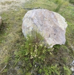 Cassinia quinquefaria at Boolijah, NSW - 23 Apr 2023 10:01 AM