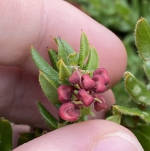 Grevillea baueri subsp. asperula at Boolijah, NSW - 23 Apr 2023