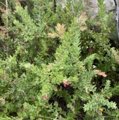 Grevillea baueri subsp. asperula at Boolijah, NSW - 23 Apr 2023 10:00 AM