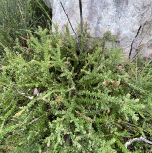 Grevillea baueri subsp. asperula at Boolijah, NSW - 23 Apr 2023 10:00 AM