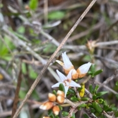 Cryptandra propinqua (Silky Cryptandra) at Boolijah, NSW - 22 Apr 2023 by Tapirlord