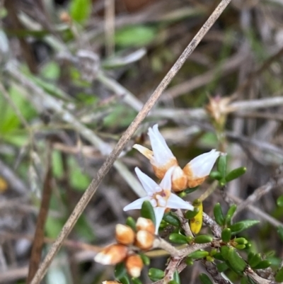Cryptandra propinqua (Silky Cryptandra) at Boolijah, NSW - 22 Apr 2023 by Tapirlord