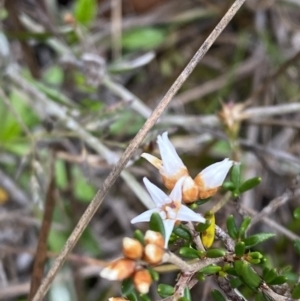 Cryptandra propinqua at Boolijah, NSW - 23 Apr 2023