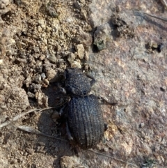 Amycterus sp. (genus) (Ground weevil) at Red Hill to Yarralumla Creek - 3 Jun 2023 by Tapirlord