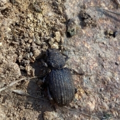 Amycterus sp. (genus) (Ground weevil) at Hughes Garran Woodland - 3 Jun 2023 by Tapirlord