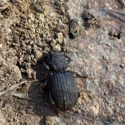 Amycterus sp. (genus) (Ground weevil) at Hughes, ACT - 3 Jun 2023 by Tapirlord