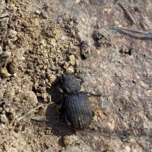 Amycterus sp. (genus) at Hughes, ACT - 3 Jun 2023