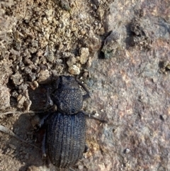 Amycterus sp. (genus) at Hughes, ACT - 3 Jun 2023