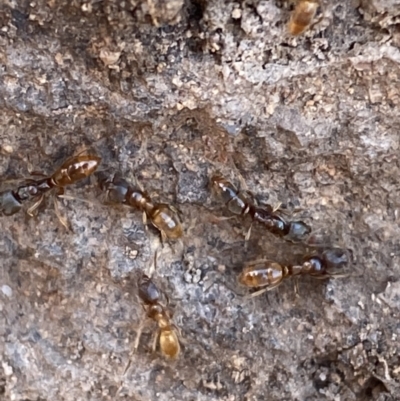 Amblyopone sp. (genus) (Slow ant) at Hughes Garran Woodland - 3 Jun 2023 by Tapirlord