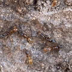 Amblyopone sp. (genus) (Slow ant) at Hughes Garran Woodland - 3 Jun 2023 by Tapirlord