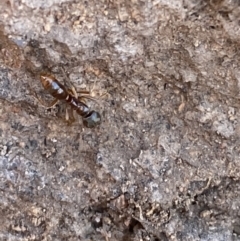 Amblyopone sp. (genus) at Garran, ACT - 3 Jun 2023 12:28 PM