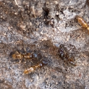 Amblyopone sp. (genus) at Garran, ACT - 3 Jun 2023