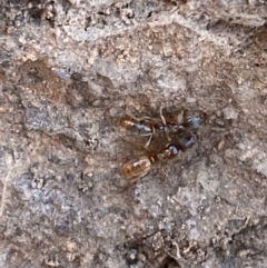 Amblyopone sp. (genus) at Garran, ACT - 3 Jun 2023