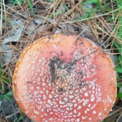 Amanita muscaria (Fly Agaric) at Greenleigh, NSW - 2 Jun 2023 by danswell