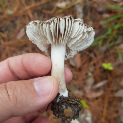 Tricholoma terreum (Grey Knight or Dirty Tricholoma) at QPRC LGA - 2 Jun 2023 by danswell