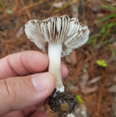 Tricholoma terreum (Grey Knight or Dirty Tricholoma) at Greenleigh, NSW - 2 Jun 2023 by danswell