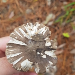 Tricholoma terreum at Greenleigh, NSW - 3 Jun 2023