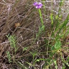 Swainsona sericea (Silky Swainson-Pea) at Dry Plain, NSW - 6 Dec 2020 by AndyRoo