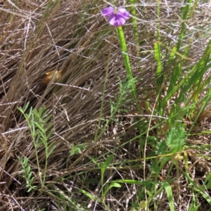 Swainsona sericea at Dry Plain, NSW - 6 Dec 2020