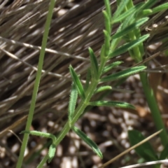 Swainsona sericea at Dry Plain, NSW - 6 Dec 2020