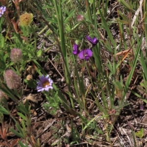 Swainsona sericea at Dry Plain, NSW - 6 Dec 2020