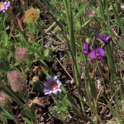 Calotis glandulosa (Mauve Burr-daisy) at Dry Plain, NSW - 6 Dec 2020 by AndyRoo