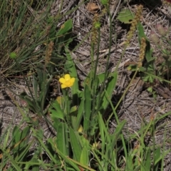 Plantago varia (Native Plaintain) at Top Hut TSR - 5 Dec 2020 by AndyRoo