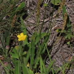 Ranunculus lappaceus (Australian Buttercup) at Top Hut TSR - 5 Dec 2020 by AndyRoo