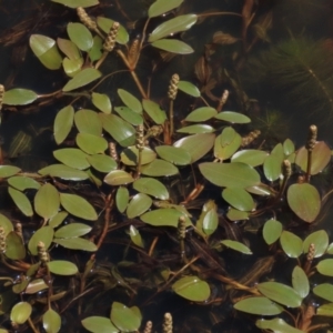 Potamogeton cheesemanii at Dry Plain, NSW - 6 Dec 2020