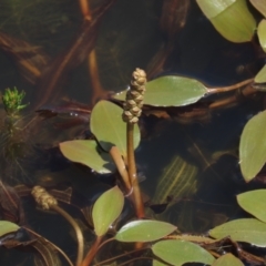 Potamogeton cheesemanii at Dry Plain, NSW - 6 Dec 2020