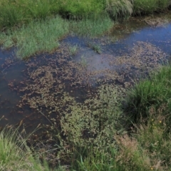 Potamogeton cheesemanii at Dry Plain, NSW - 6 Dec 2020