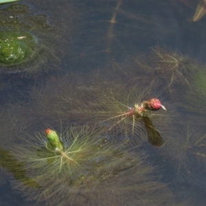 Myriophyllum simulans at Dry Plain, NSW - 6 Dec 2020