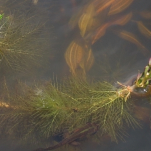 Myriophyllum simulans at Dry Plain, NSW - 6 Dec 2020