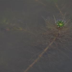 Myriophyllum simulans at Dry Plain, NSW - 6 Dec 2020