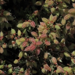 Mirbelia oxylobioides (Mountain Mirbelia) at Top Hut TSR - 6 Dec 2020 by AndyRoo