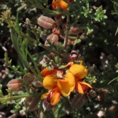 Mirbelia oxylobioides at Dry Plain, NSW - 6 Dec 2020 11:53 AM