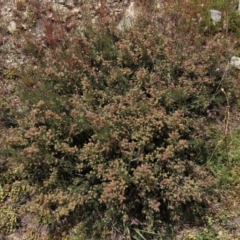 Mirbelia oxylobioides at Dry Plain, NSW - 6 Dec 2020