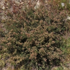 Mirbelia oxylobioides at Dry Plain, NSW - 6 Dec 2020 11:53 AM