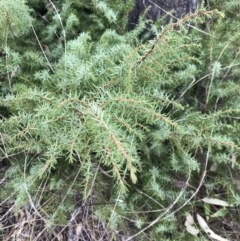 Juniperus conferta (Japanese Shore Juniper) at Red Hill Nature Reserve - 5 Jun 2023 by rainer