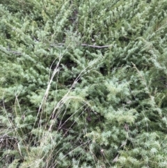 Juniperus conferta at Deakin, ACT - 5 Jun 2023