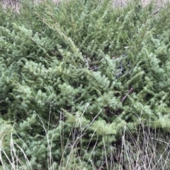 Juniperus conferta at Deakin, ACT - 5 Jun 2023