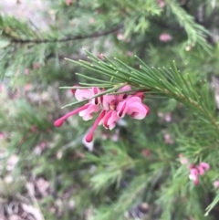 Grevillea rosmarinifolia subsp. rosmarinifolia (Rosemary Grevillea) at Red Hill Nature Reserve - 5 Jun 2023 by rainer