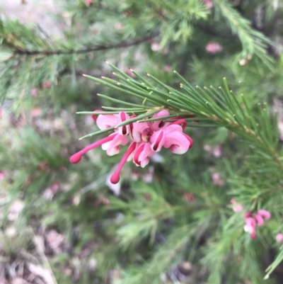 Grevillea rosmarinifolia subsp. rosmarinifolia (Rosemary Grevillea) at Red Hill Nature Reserve - 5 Jun 2023 by rainer