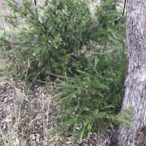 Grevillea rosmarinifolia subsp. rosmarinifolia at Deakin, ACT - 5 Jun 2023