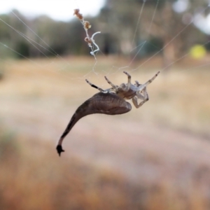 Arachnura higginsi at Cook, ACT - 5 Mar 2023 08:37 AM